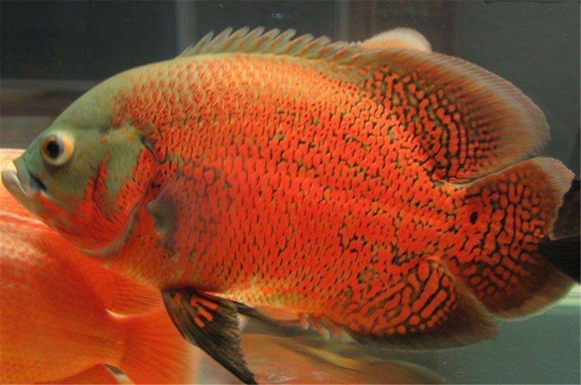 龍魚配地圖魚：混養地圖魚和龍魚需要注意什么？