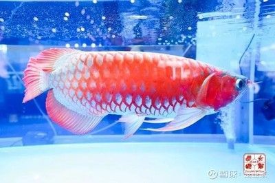 2024長城杯世界魟魚錦標賽（2023長城杯世界龍魚錦標賽）