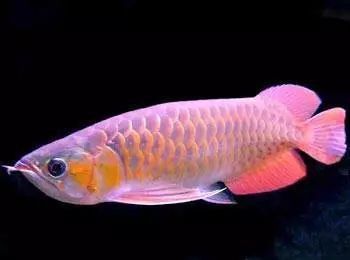 龍魚腹水有哪些癥狀？