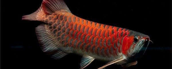 龍魚一般喂什么食物：關于龍魚喂食的詳細信息