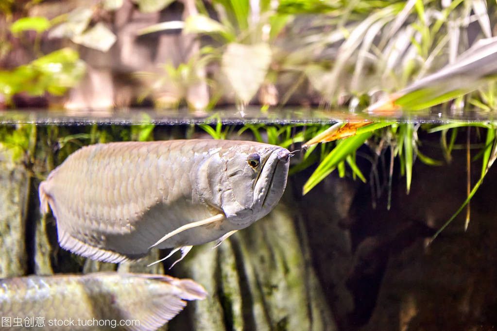 龍魚淡水魚還是咸水魚好吃些：龍魚是一種什么樣的魚？
