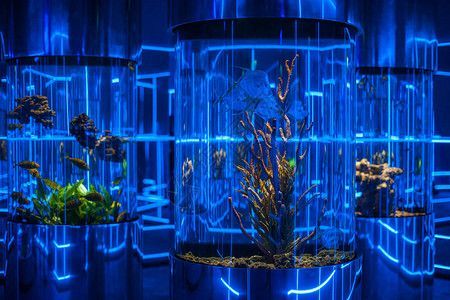 龍魚燈光位置示意圖：如何選擇適合龍魚的燈具，龍魚缸內燈光布局設計技巧，避免龍魚掉眼的燈光設置方法