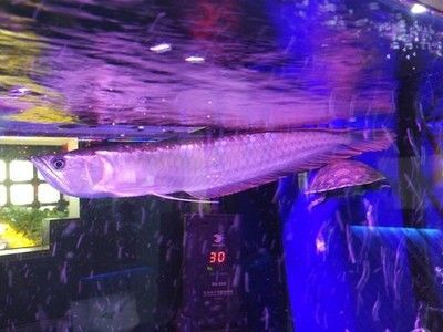 龍魚燈光位置示意圖：如何選擇適合龍魚的燈具，龍魚缸內(nèi)燈光布局設(shè)計(jì)技巧，避免龍魚掉眼的燈光設(shè)置方法