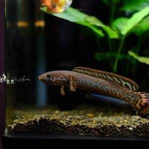 小型雷龍魚哪個最漂亮好看，：小型雷龍魚中最漂亮好看的品種：七彩雷龍魚哪個最漂亮