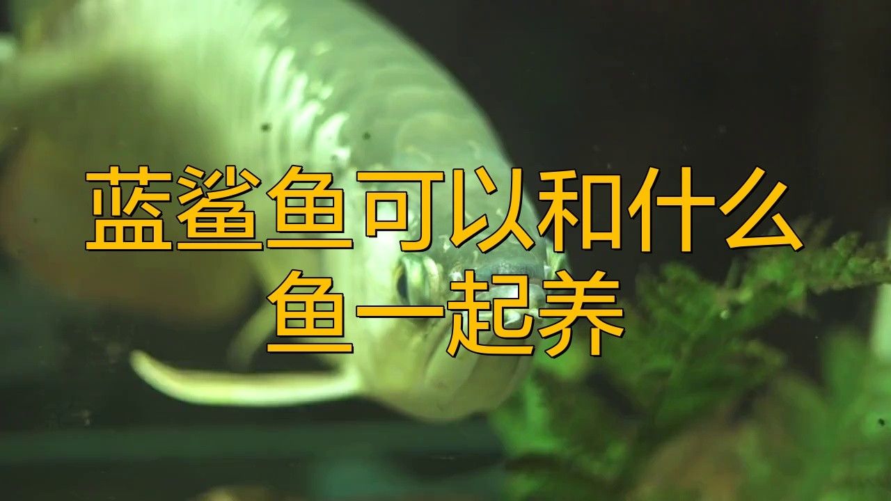 鯊魚(yú)和龍魚(yú)能混養(yǎng)嗎圖片大全