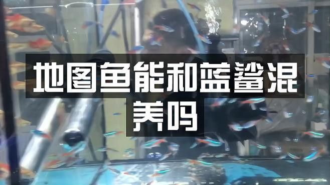 鯊魚(yú)和龍魚(yú)能混養(yǎng)嗎圖片大全