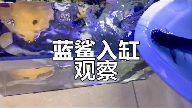 鯊魚(yú)和龍魚(yú)能混養(yǎng)嗎圖片大全