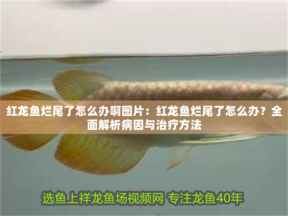 紅龍魚(yú)爛尾了怎么辦啊圖片：紅龍魚(yú)爛尾了怎么辦？全面解析病因與治療方法