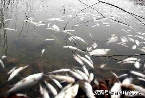 養了一年多的龍魚突然撞缸了什么原因：養了一年多的龍魚突然撞缸了，原因分析與應對策略