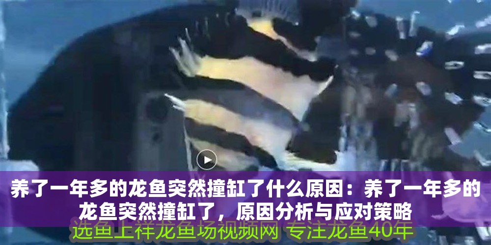 養了一年多的龍魚突然撞缸了什么原因：養了一年多的龍魚突然撞缸了，原因分析與應對策略