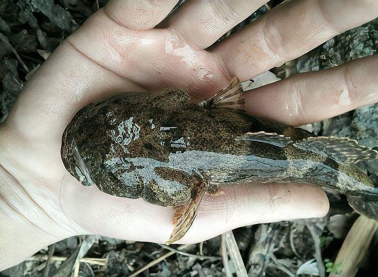 老虎魚是什么魚