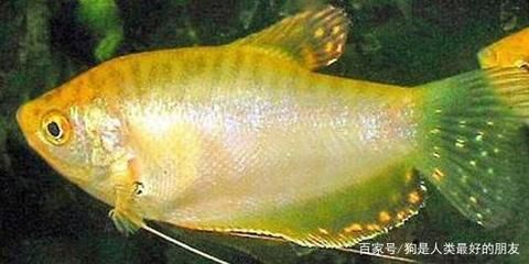 龍魚分公母嗎：如何區分龍魚公母