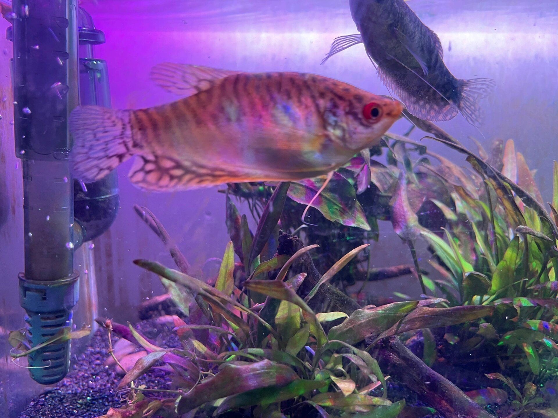 龍魚分公母嗎：如何區分龍魚公母