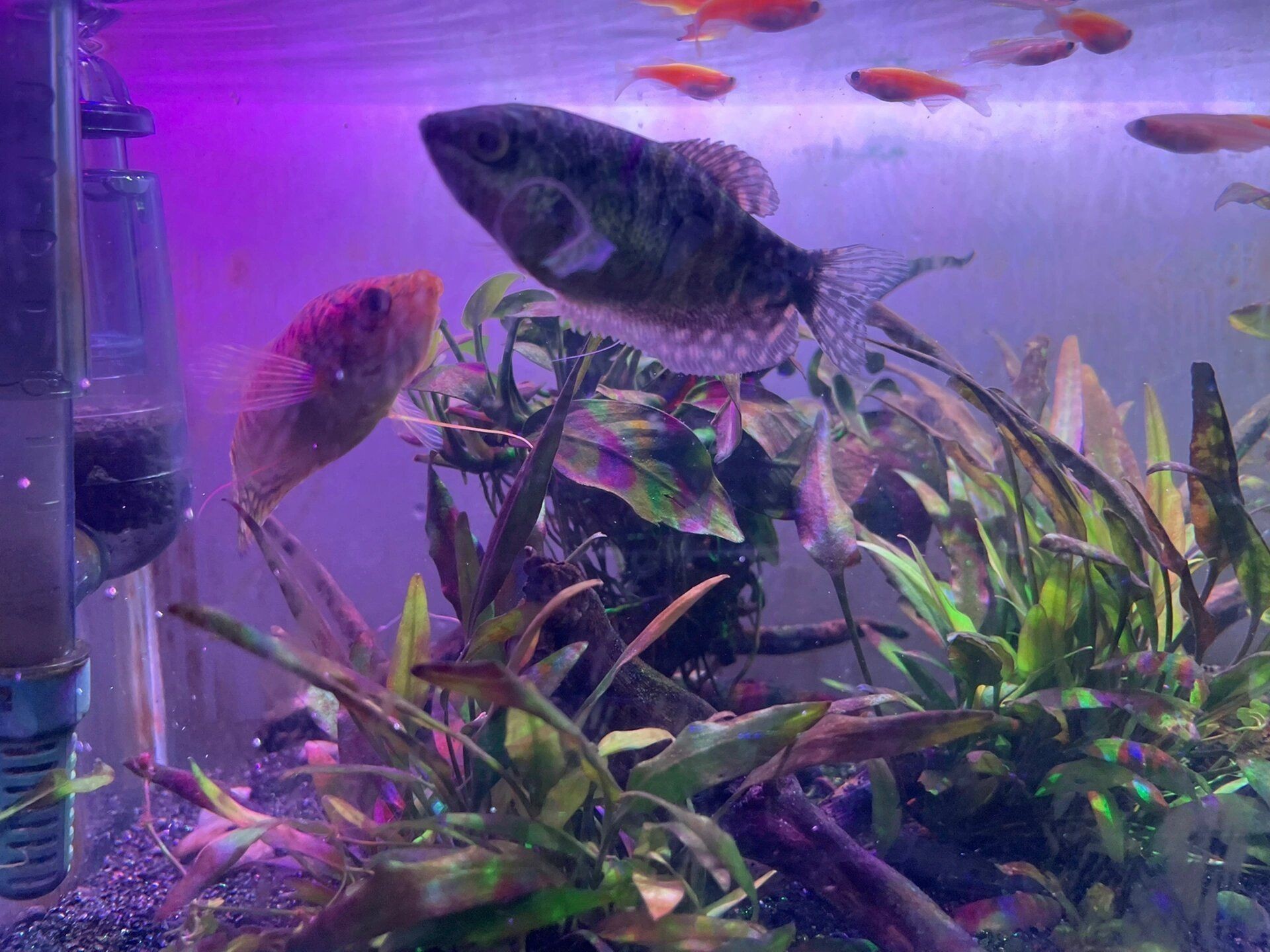 龍魚分公母嗎：如何區分龍魚公母