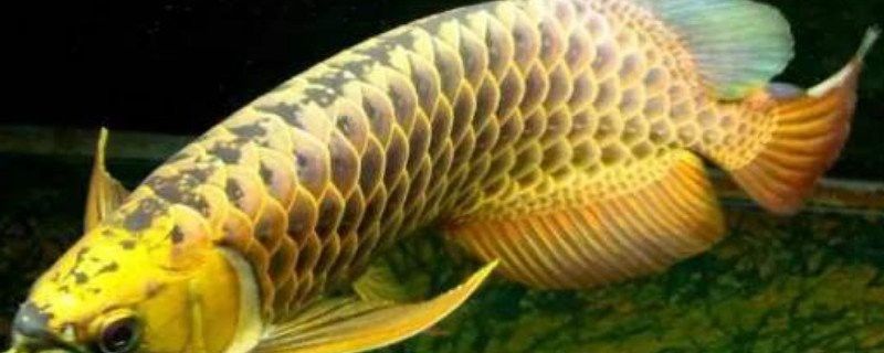 金龍魚第六排鱗片多久能長出來？