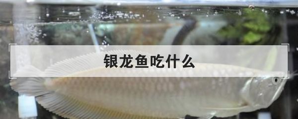 銀龍魚食物多樣性實踐:銀龍魚的食物多樣性實踐的研究表明銀龍魚的飲食策略 龍魚百科 第5張 銀龍魚食物多樣性實踐:銀龍魚的食物多樣性實踐的研究表明銀龍魚的飲食策略 銀龍魚食物多樣性實踐:銀龍魚的食物多樣性實踐的研究表明銀龍魚的飲食策略 龍魚百科 第5張