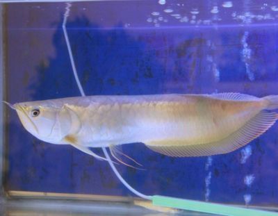 銀龍魚食物多樣性實踐:銀龍魚的食物多樣性實踐的研究表明銀龍魚的飲食策略 龍魚百科 第3張 銀龍魚食物多樣性實踐:銀龍魚的食物多樣性實踐的研究表明銀龍魚的飲食策略 銀龍魚食物多樣性實踐:銀龍魚的食物多樣性實踐的研究表明銀龍魚的飲食策略 龍魚百科 第3張