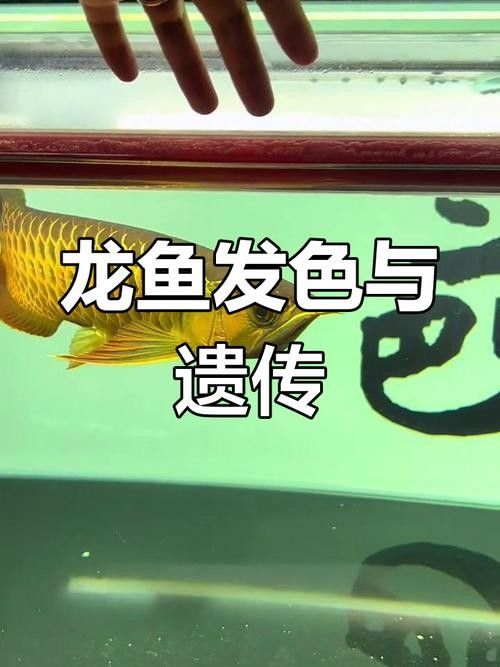 龍魚用什么燈光最好看圖片