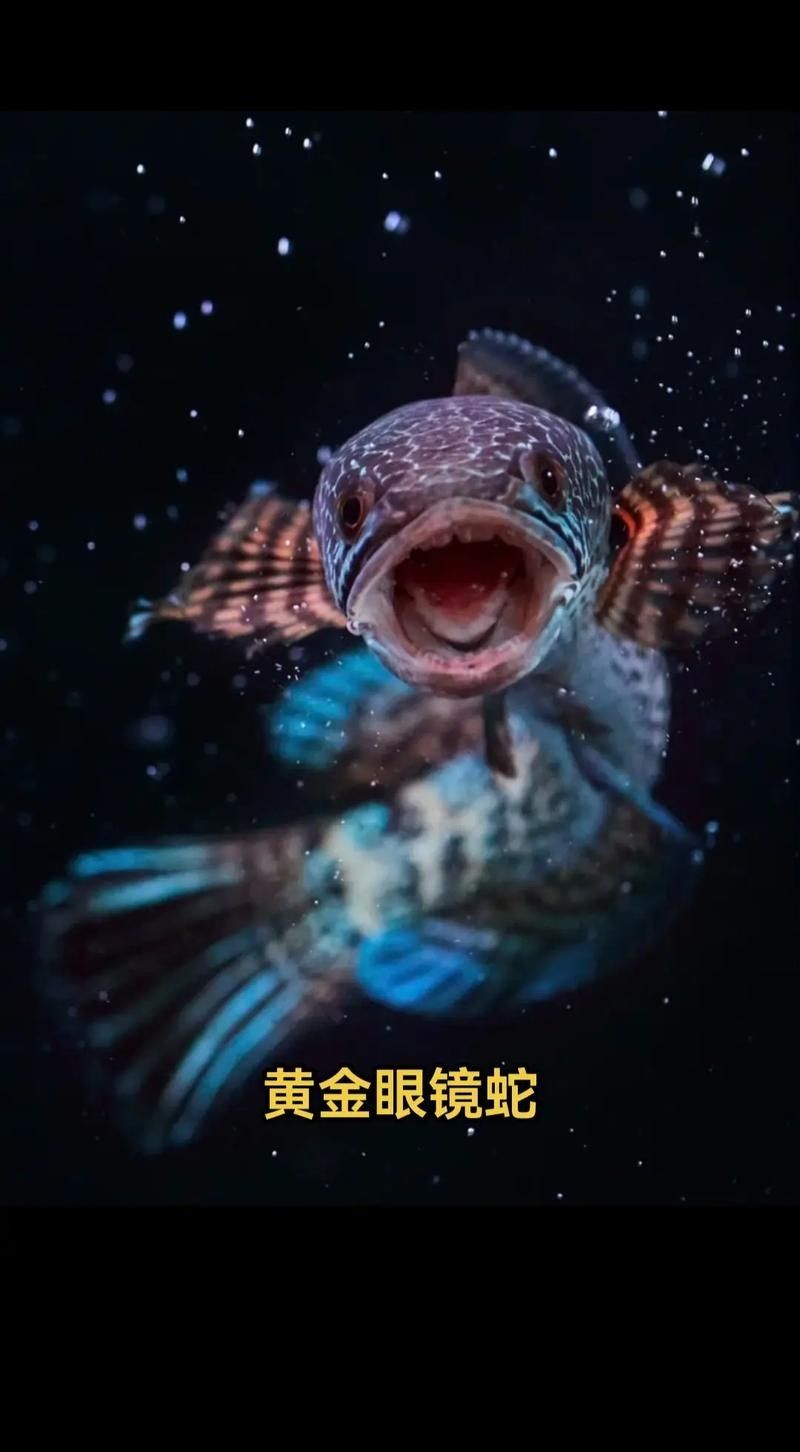 雷龍魚怎樣分公母圖解