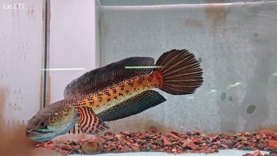 雷龍魚怎樣分公母圖解