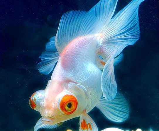 金魚養白色的好嗎