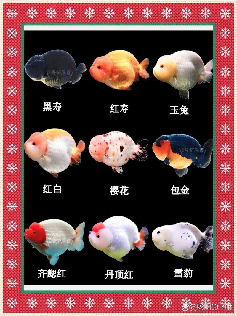 金魚養白色的好嗎