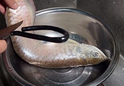 銀龍魚魚須發爛咋回事（銀龍魚魚須發爛可能是由多種因素引起的）