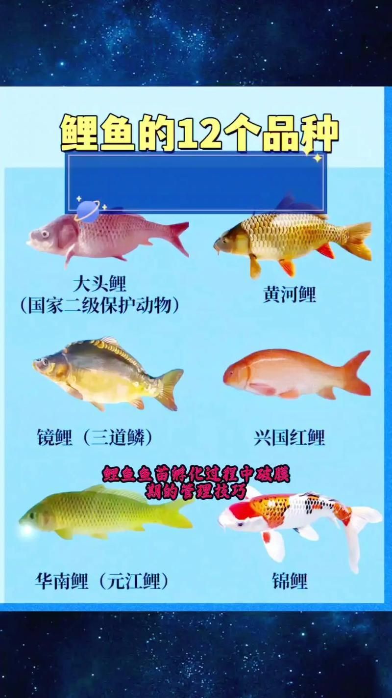錦鯉成長過程圖