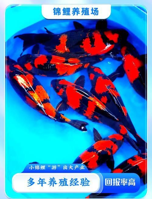 錦鯉成長過程圖