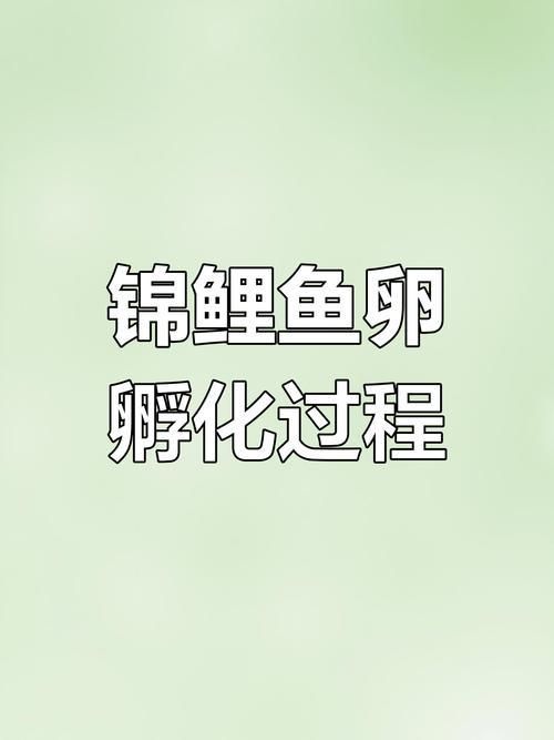 錦鯉成長過程圖