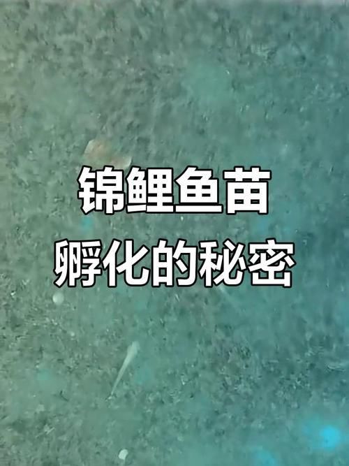 錦鯉成長過程圖