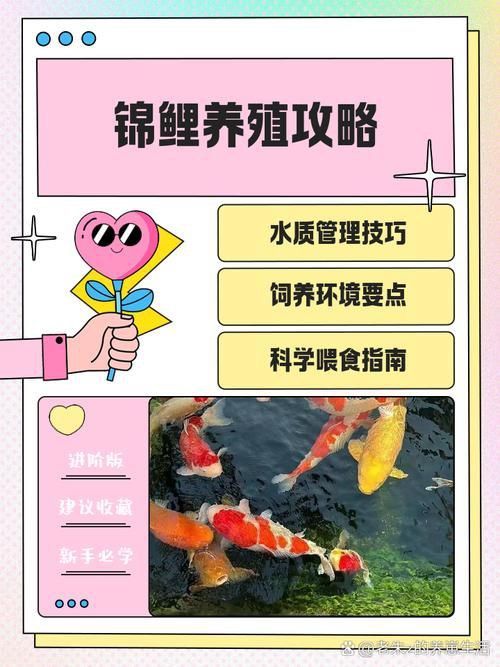 錦鯉成長過程圖