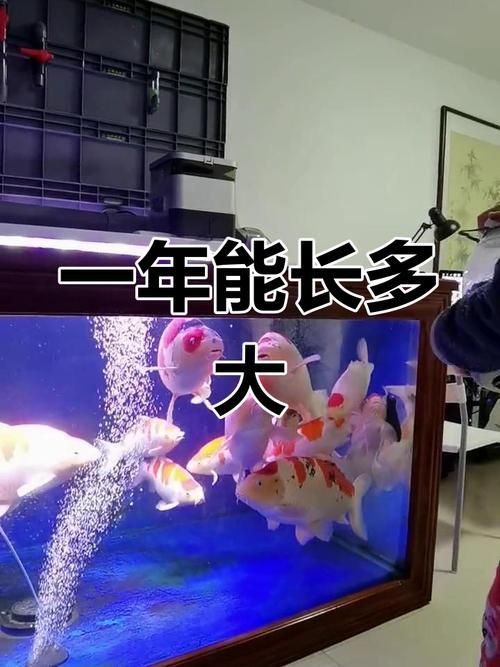 錦鯉成長過程圖
