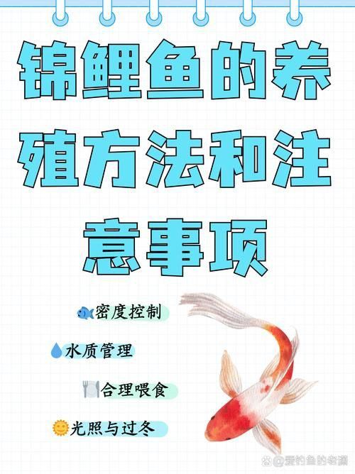 錦鯉成長過程圖