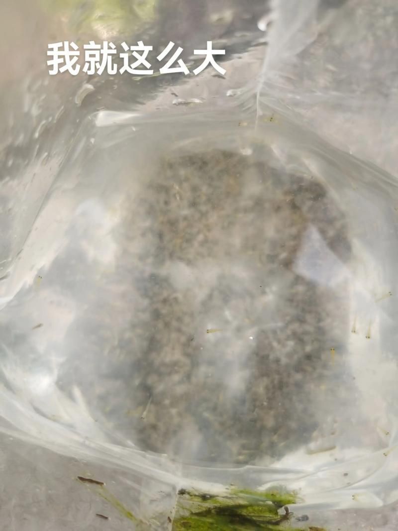 錦鯉成長過程圖
