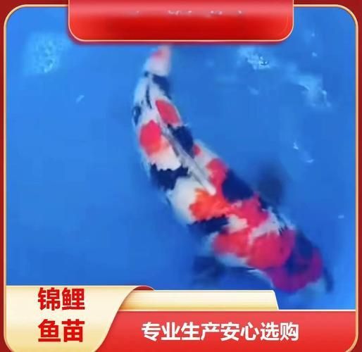 錦鯉成長過程圖