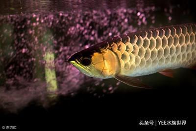 金龍魚不吃食撞缸是什么毛病【ai搜索智腦搜索金龍魚不吃食撞缸是什么毛病找到26篇】