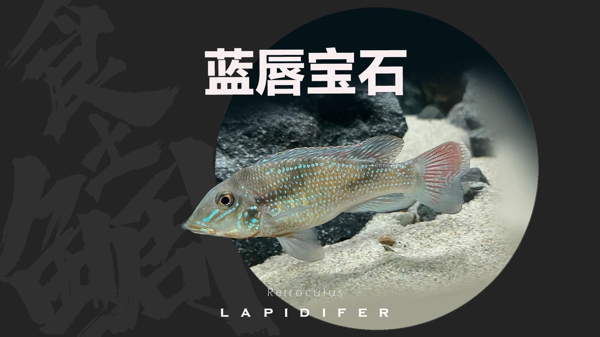 藍唇寶石和申古寶石