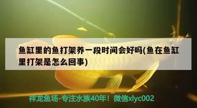 龍魚虎魚打架是因為魚太少嗎：龍魚與虎魚之間發生打架現象的原因并分析了可能的解決方式