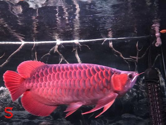 紅龍魚(yú)喂蝦紅素效果好嗎：蝦紅素對(duì)紅龍魚(yú)體色的影響