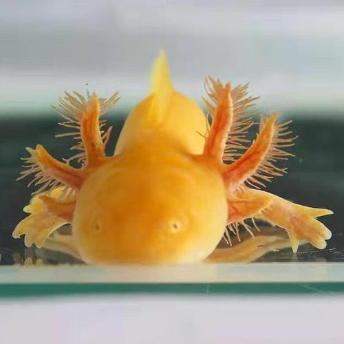 黃金龍魚多少錢一只圖片及價格