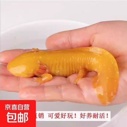 黃金龍魚多少錢一只圖片及價格