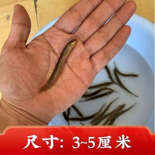 小金龍魚苗圖片