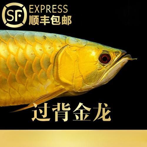 小金龍魚苗圖片