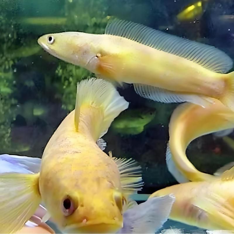 金塵雷龍魚百度百科