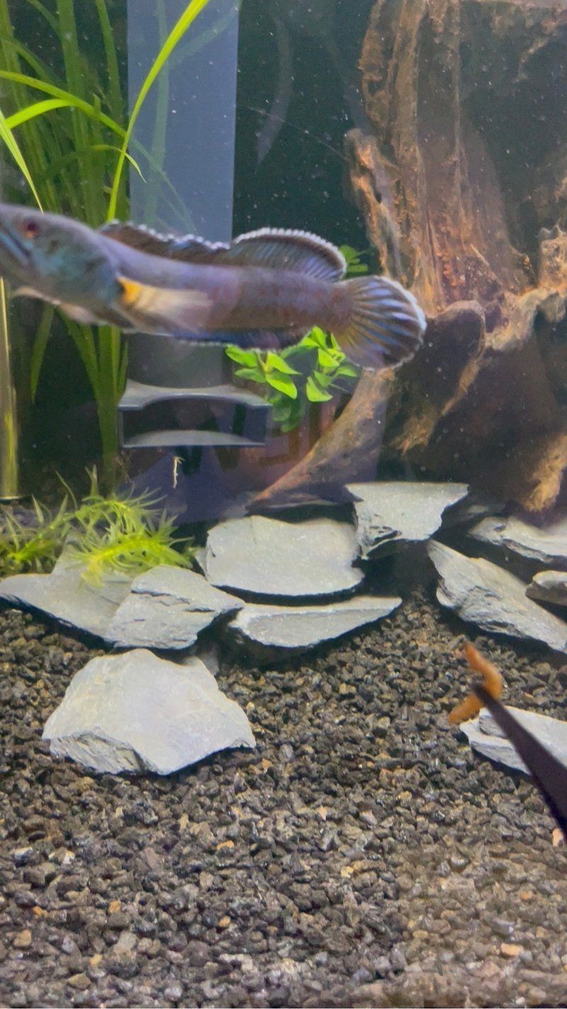 金塵雷龍魚百度百科