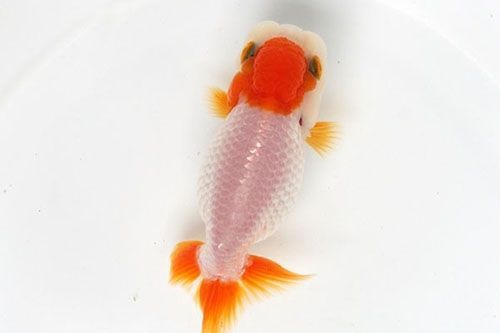 為什么紅龍魚(yú)這么貴：紅龍魚(yú)為什么這么貴？