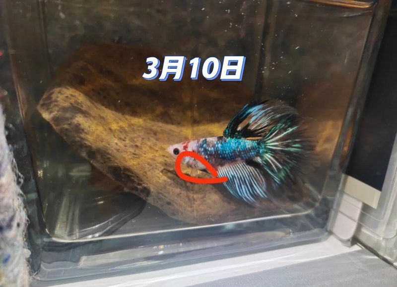 雷龍魚腹水病多久會(huì)死