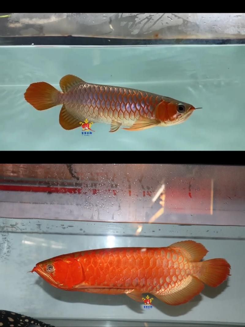 馬來紅龍魚長大什么樣子圖片大全