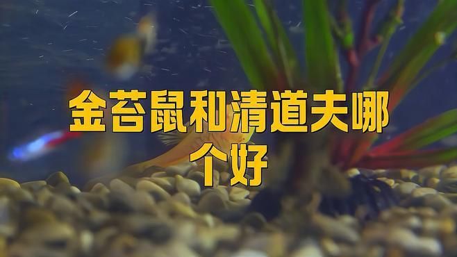 金苔鼠和清道夫哪個好